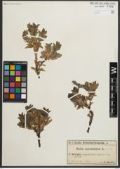 Foto von Salix myrsinites L.